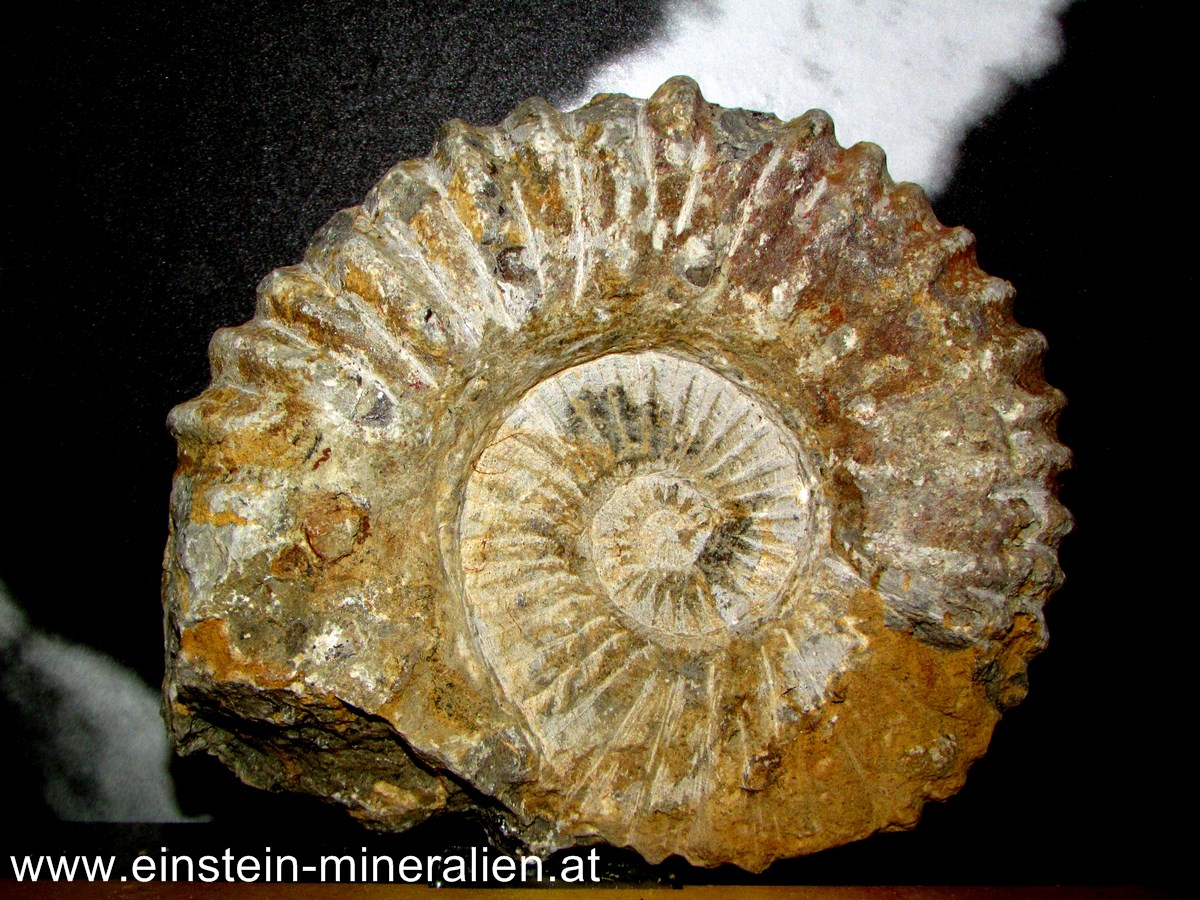 Ammonit 1,348kg